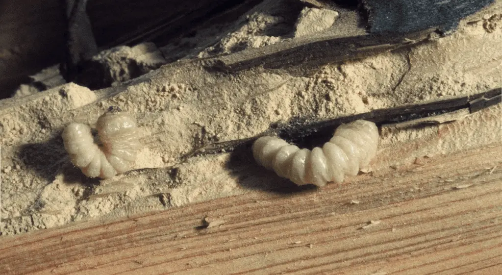 traitement de charpente par injection