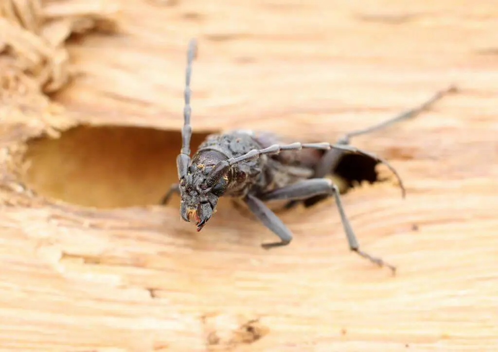 traitement capricornes bois de charpente