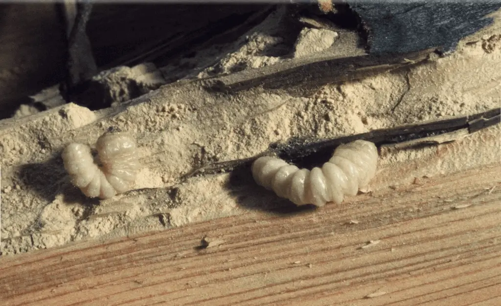 traitement de bois de charpente insectes à larves xylophage