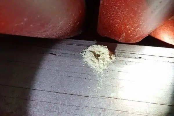 Traitement de charpente en bois