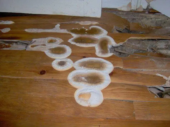 bois traitement champignon merule