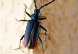 insectes capricorne traitement du bois de charpente par injection Atriome