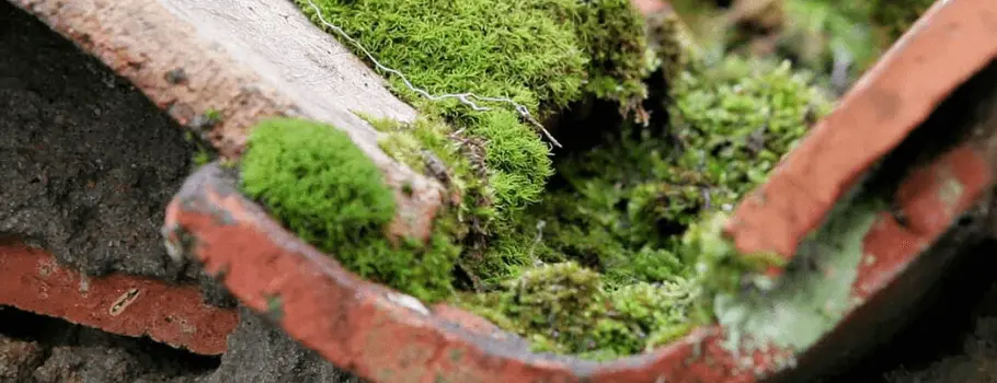 Démoussage et nettoyage de toiture à Nancy dans le 54 