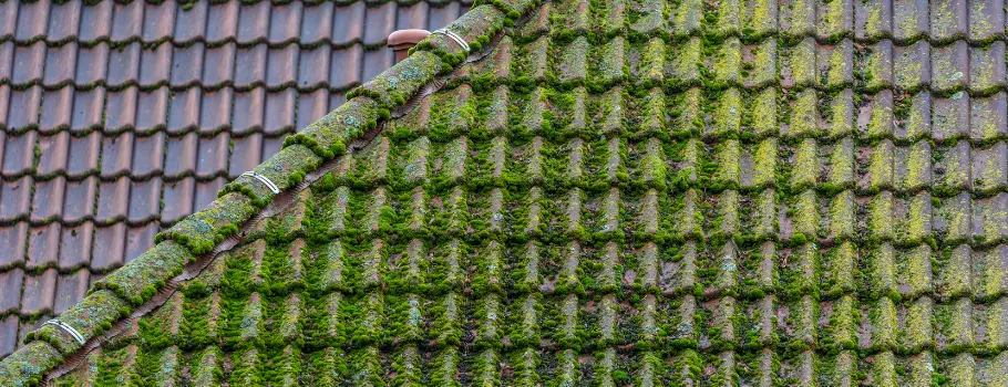 Démoussage toiture : pourquoi c’est indispensable ? Découvrez nos conseils