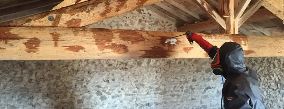 Diagnostic parasitaire bois : détecter et traiter les insectes à larves xylophages