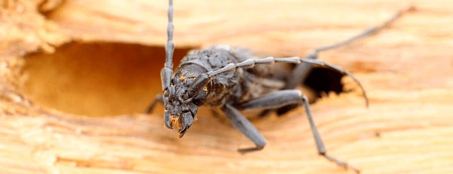 Insectes à larves xylophages, comment s'en débarrasser ? - Atriome