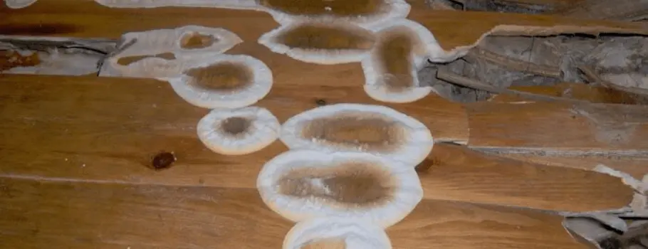 La mérule, un champignon qui détruit petit à petit votre habitation