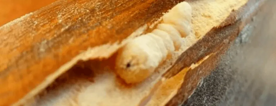 Traitement de charpente à Caen (14) 