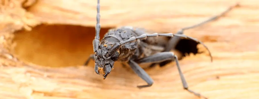 Traitement de charpente à Lorient 