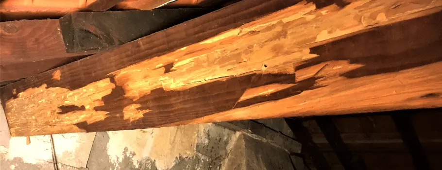 Traitement de charpente à Vannes : lutter contre les attaques d’insectes xylophages 