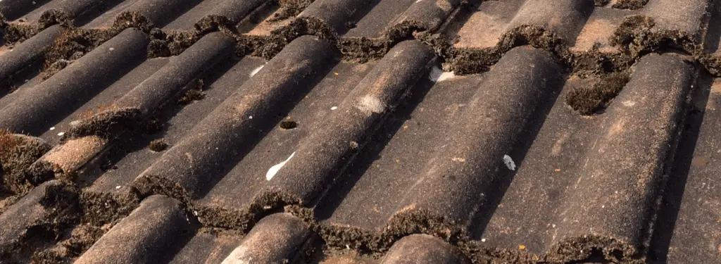 D&eacute;moussage de toiture 