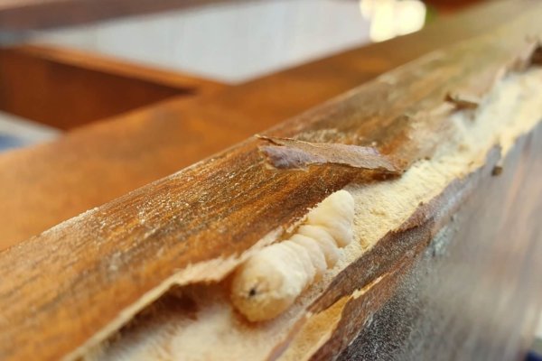 Traitment du bois de charpente au gel - Devis Gratuit - Atriome.fr