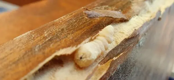 Traitement des bois de charpente au gel 