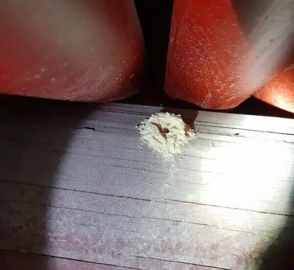 Traitement de charpente en bois