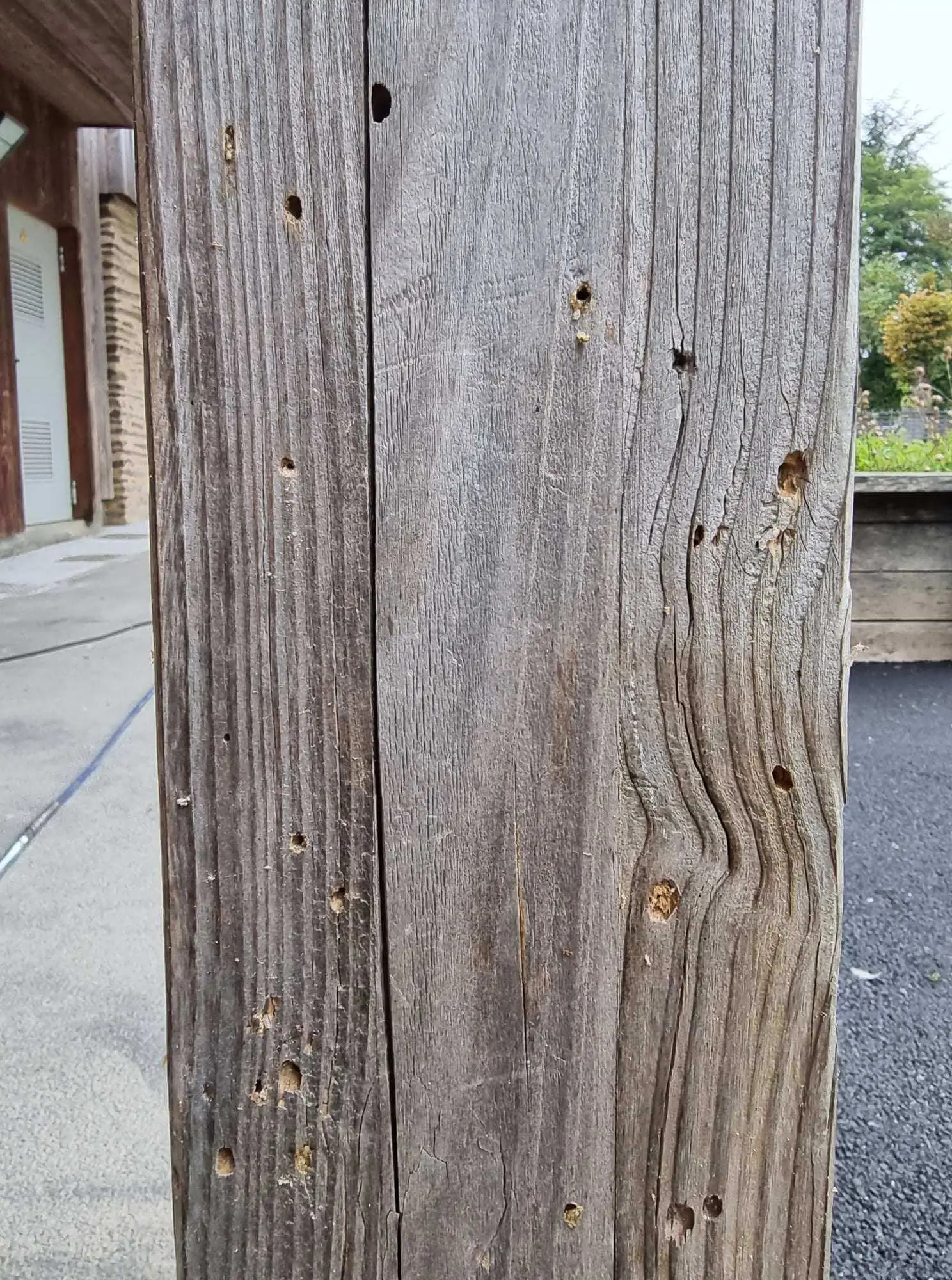 traitement de charpente en bois préau ecole 44