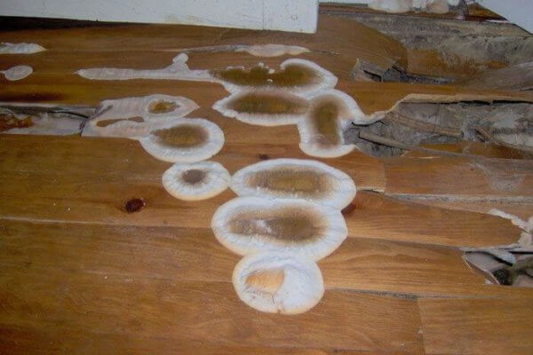 bois traitement champignon merule bois traitement champignon merule