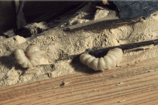 traitement de bois de charpente insectes à larves xylophage