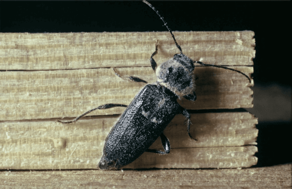 insectes larves xylophages