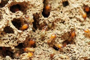 traitement des termites